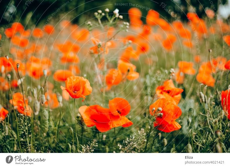 Roter Klatschmohn auf dem Feld Mohn Mohnblumen rot Wiese Frühling blühen Blumen Sommer Blumenwiese Blühend Gras Wiesenblume frühlingswiese