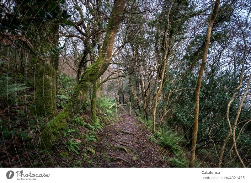 Wanderweg an der dicht bewachsenen Klippe, ein  Tor und etwas Himmel Wege und Pfade Natur Landschaft Pflanze Wald Sträucher Äste und Zweige Baum Wurzeln Gatter