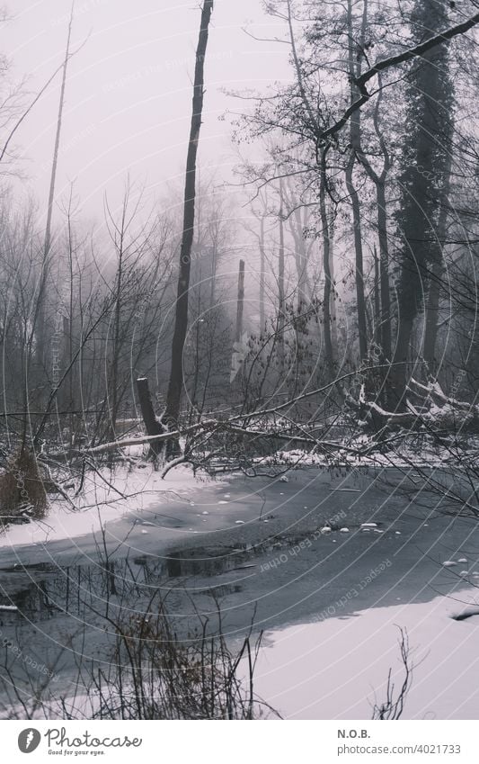 Vereiste Sumpflandschaft Winter Schnee Baum Landschaft Eis Frost kalt Natur Außenaufnahme Farbfoto weiß Menschenleer Tag Gedeckte Farben sumpfgebiet grau Umwelt