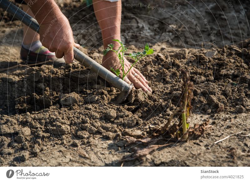 Tomaten auf dem Feld pflanzen Landwirtschaft Pflanze Ackerbau organisch Bepflanzung Gartenarbeit Boden Keimling Gemüse Frühling Hand wachsend Saatgut Pflanzen