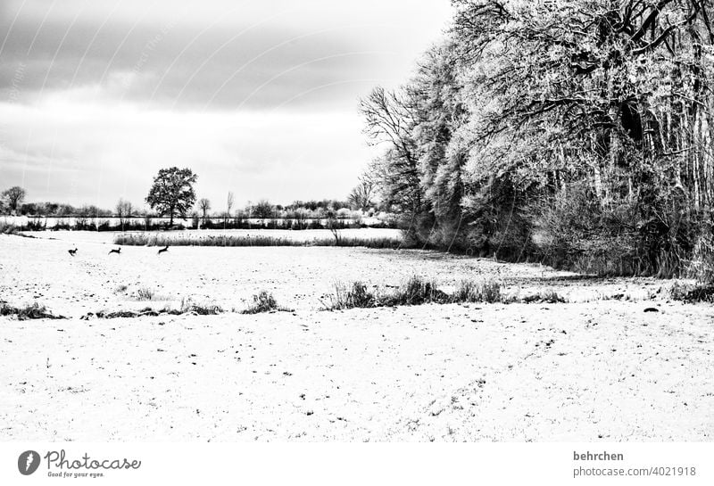 bambiwinterwonderland Reh Rehe schön verträumt idyllisch Schneedecke Schneelandschaft Winterspaziergang Wintertag Winterstimmung Heimat Märchenwald Märchenhaft