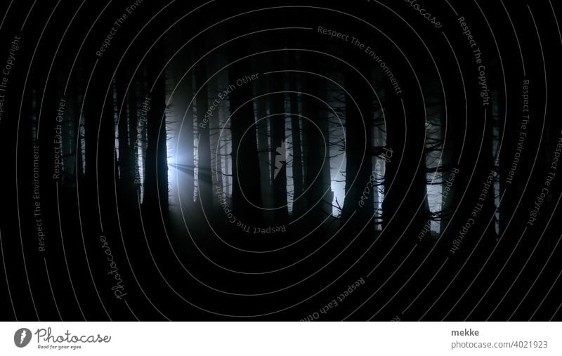 Lichtkegel im nebligen Oberhofer Wald Bäume Nacht Baum Nachtaufnahme dunkel Dunkelheit Lichterscheinung Lichtstrahl Nebel Nebelwald Nebelstimmung düster