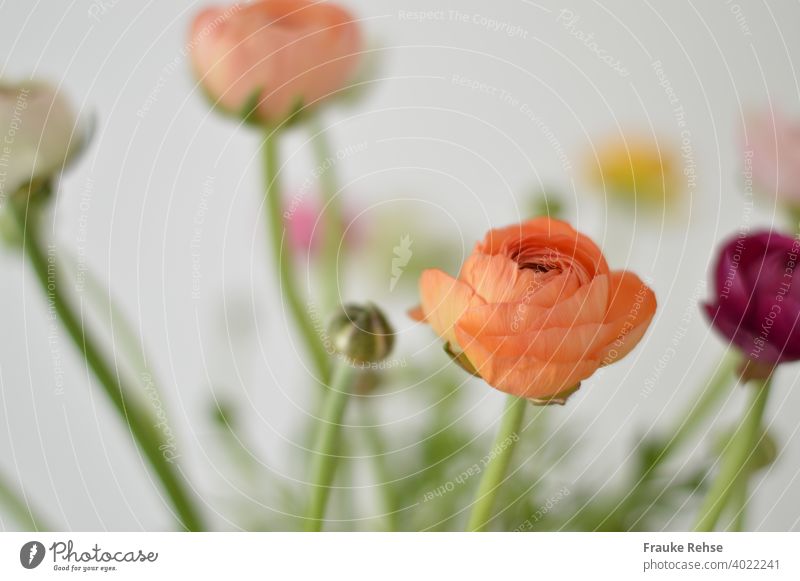 Ranunkelblüten und Knospen in orange, apricot und violett, wobei nur die vorderste Blüte (orange) scharf ist, alles andere ist unscharf. Hintergrund ist weiß.