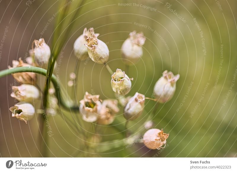 Diese schönen Blütenkelche wachsen im Frühling blume blüte blütenkelch flora grün natur frühling aufblühen pflanze weiß baum sommer makro blatt schönheit