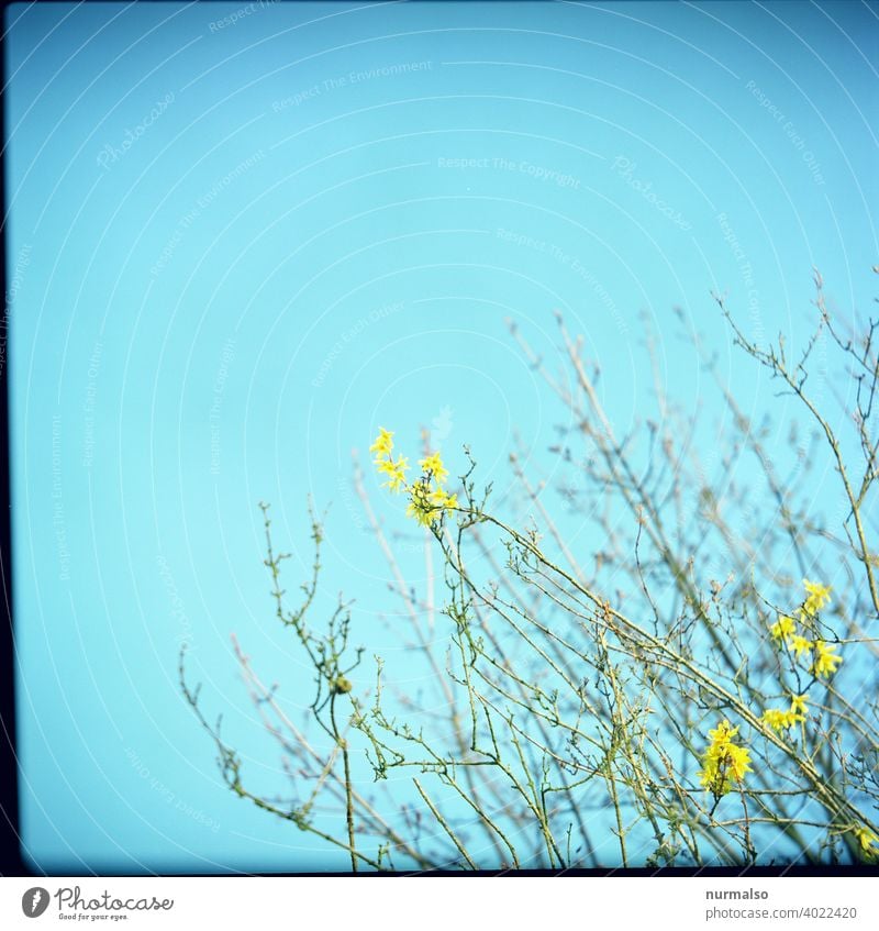 Frühlingsbote Spross blüte busch sprießen wachsen frühling wärme wachsengarten natur nachhaltig sauber ökologisch hecke schönheit duft baumblüte