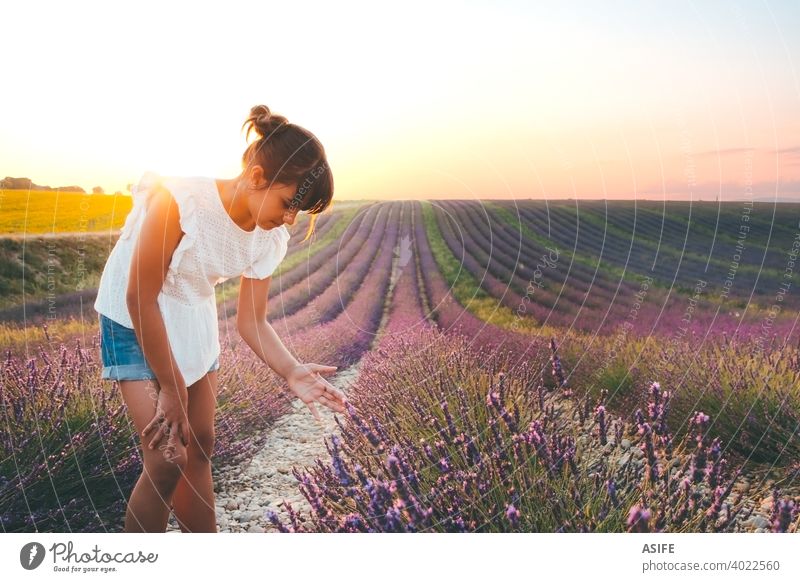 Nettes Mädchen berühren Blumen in einem französischen Lavendelfeld bei Sonnenuntergang Feld Kind Sommer Spaß Freude Glück Provence Frankreich Natur Urlaub