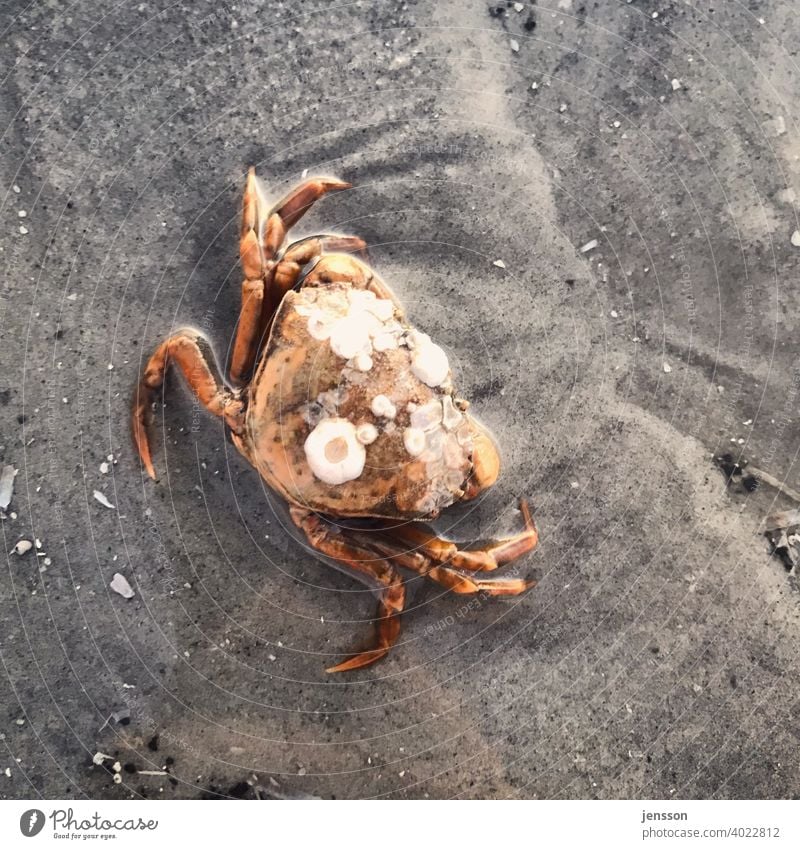 Strandkrabbe mit Pocken auf dem Panzer Krebstier Sand Strandspaziergang Natur Meer Küste Tier Nordsee Wattenmeer nass Muschel sandig Umwelt braun Nahaufnahme