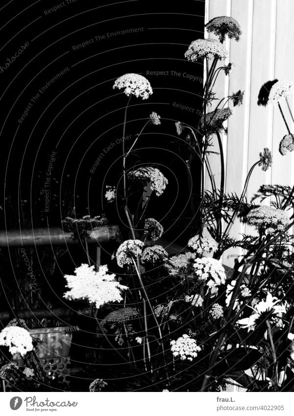 Sommerblumen in der Nacht Blüten Blütenblätter Pflanze Blumen Abend Balkon Dachterrasse Blitzlich Karotte