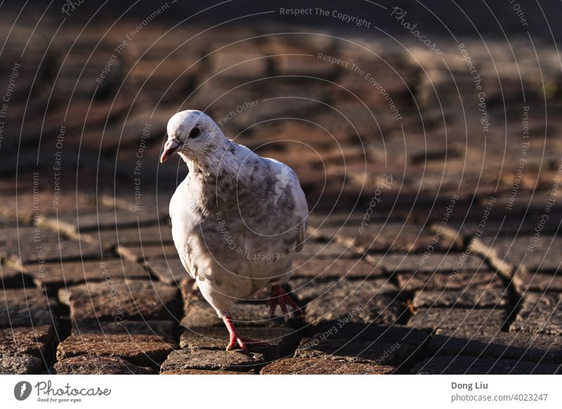 Ein Vogel läuft auf der Straße, Frankfurt am Main laufen Tier Licht Natur weiß Sonnenschein