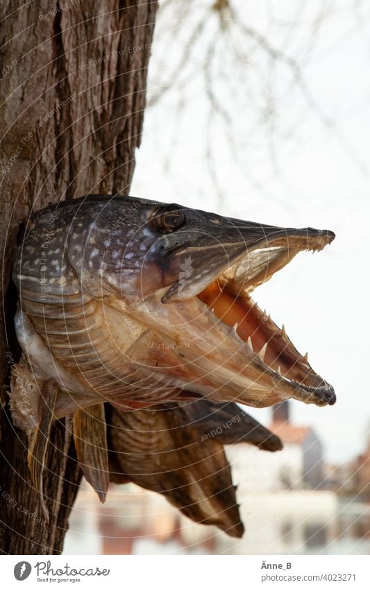 Hechtköpfe Zähne Fische Baum Rinde Spiegelung Schuppen Flosse Maul Oberkiefer Unterkiefer tot Tod Muster Auge getrocknet konserviert präpariert Süßwasser