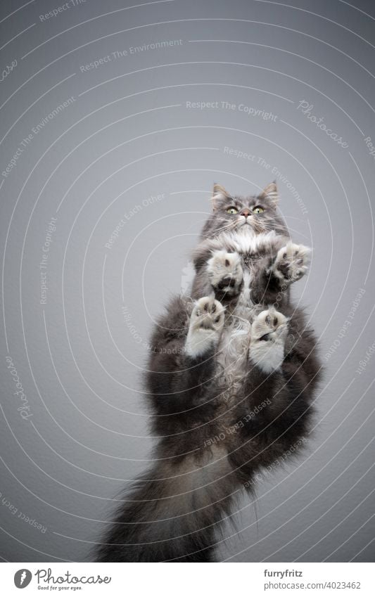 flauschige Langhaarkatze auf Glastisch sitzend Ansicht von unten Katze Unteransicht direkt darunter unsichtbar Textfreiraum grau Pfoten Sitzen lustig Blick Fell