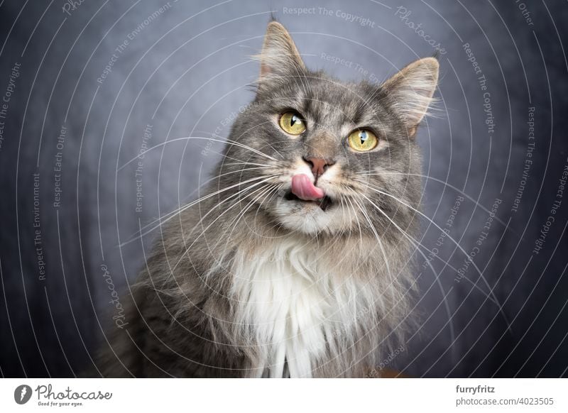 grau weiß maine coon Katze Studio Porträt mit Kopie Raum Haustiere Fell katzenhaft Langhaarige Katze maine coon katze Textfreiraum Ein Tier im Innenbereich