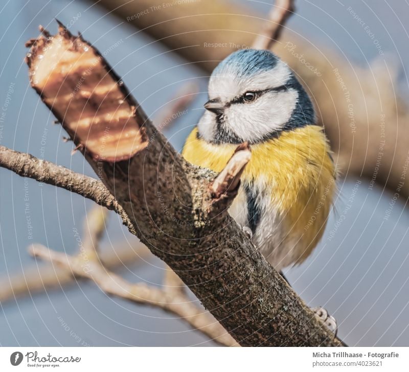 Blaumeise im Baum Cyanistes caeruleus Meisen Vogel Tiergesicht Kopf Schnabel Auge Feder gefiedert Flügel Krallen Wildtier Zweige u. Äste Natur Schönes Wetter