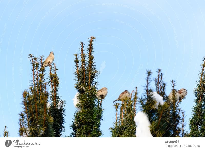 Die Spatzen pfeifen es von den Zweigen - der Frühling startet! Sperling Hecke Astspitzen zwitschern Frühlingsgefühle Frühlingsbeginn Schneereste Natur Farbfoto