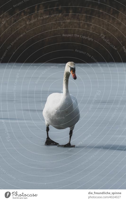 Schwan auf Eis Vogel fliegen Frühling Ast Tier Außenaufnahme Natur Feder klein Nahaufnahme Winter Schnabel wild schön Tierwelt Ornithologie Farbfoto Wildtier