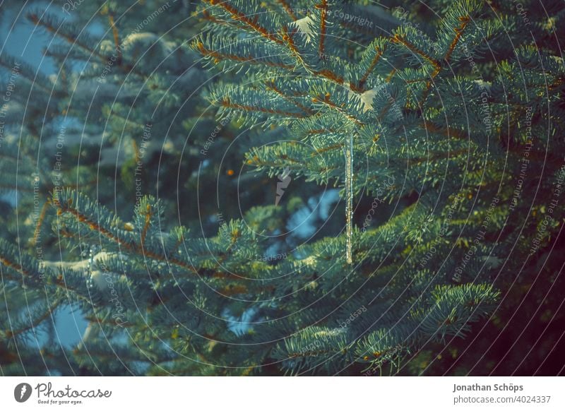 Eiszapfen hängt an Nadelbaum Architektur Baum Dach Dachkante Dachrinne Gebäude Gefahr Haus Jahreszeit Schnee Tanne Winter gefroren kalt Frost Natur frieren