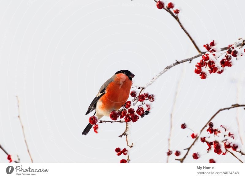 Gimpel. Vogel auf dem Baum. Sibirien, Russland. Tier Beeren blau Ast schließen Farbe allgemein niedlich eurasisch Garten Bergasche Natur eine orange im Freien