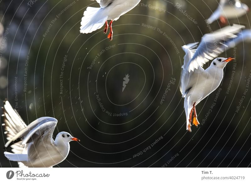 Möwen im Abflug am Spree Ufer Vogel bird Berlin Flügel fliegen Tier Außenaufnahme Mitte Friedrichshain River Menschenleer Feder Farbfoto Luftverkehr Lachmöwe