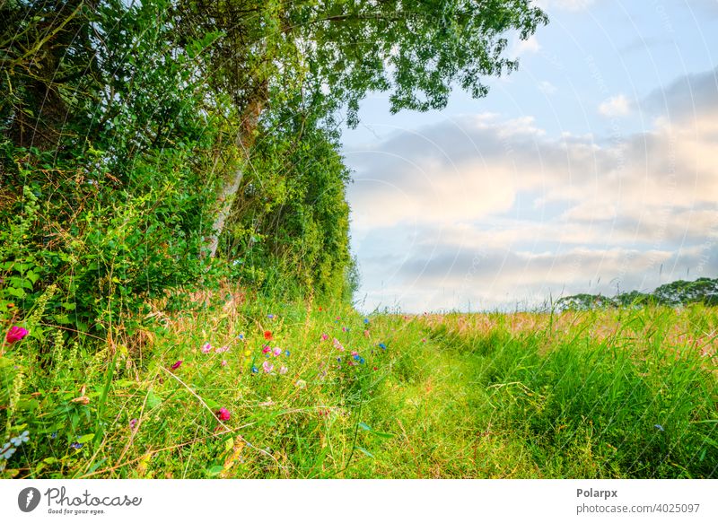 Bunte Wildblumen auf einer idyllischen Wiese purpur malerisch Blütenblatt Laubwerk geblümt gelb Landschaft Ansicht Blütezeit natürlich farbenfroh Botanik