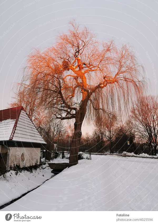 Es ist noch früh. Ganz langsam taucht die aufgehende Sonne den Baum in ein rotgoldenes Licht. Sonnenaufgang Winter Landschaft Außenaufnahme Farbfoto Natur