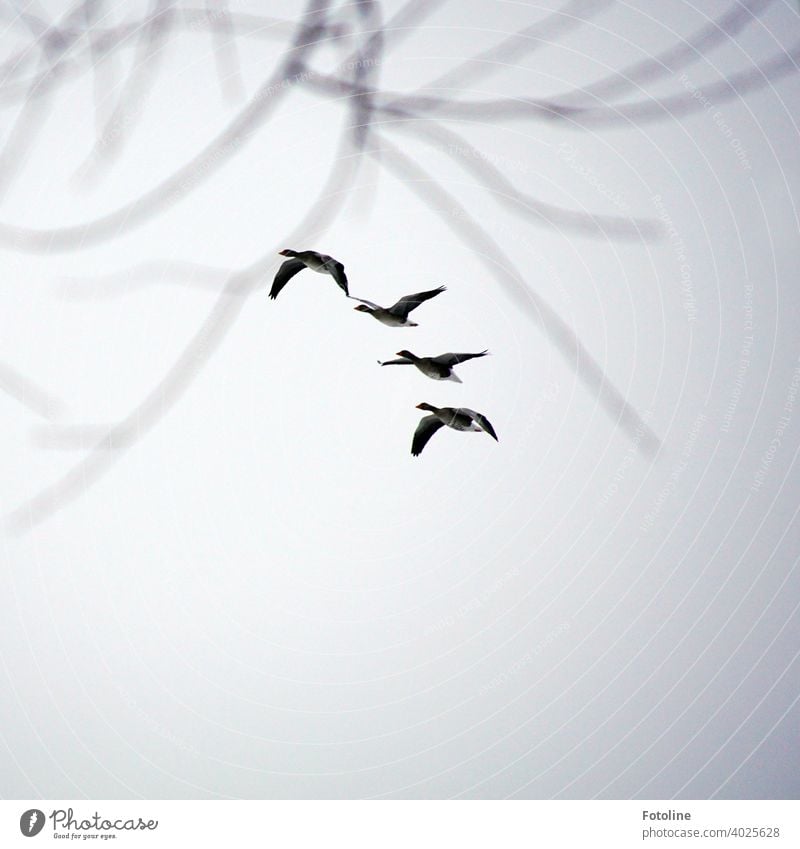 Alles was fliegt III - Gänse fliegen in Reihe Natur Himmel Vogel Außenaufnahme Wildtier Farbfoto Tier Menschenleer Zugvogel Herbst Schwarm Tiergruppe Freiheit