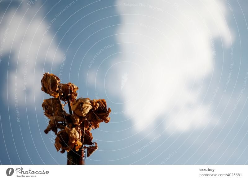 getrocknete Blume gegen den Himmel Natur schön trocknen Pflanze Schönheit Hintergrund Blüte natürlich Nahaufnahme keine Menschen Farbe alt tot weiß Tod Romantik