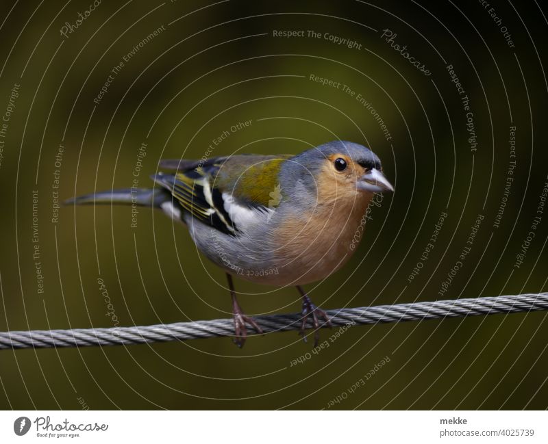 Madeira-Buchfink auf einem Drahtseil Fink Vogel Tier Tierporträt Voegel Finken Natur sitzen Singvogel gefiedert Blick Nahaufnahme Flügel Koernerfresser Tiere