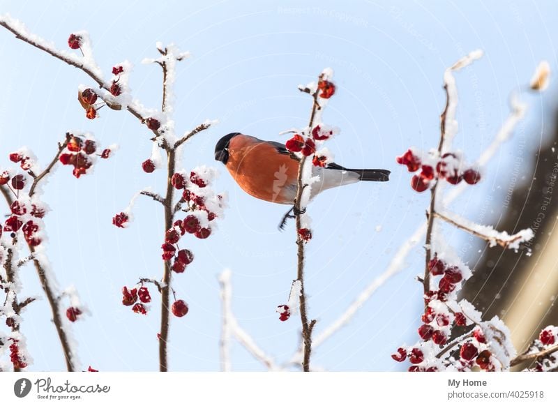 Rotgimpel auf dem Ast. Sibirien, Russland. Tier Herbst Beeren Vogel blau Gimpel schließen Farbe allgemein niedlich eurasisch Garten Bergasche Natur eine orange