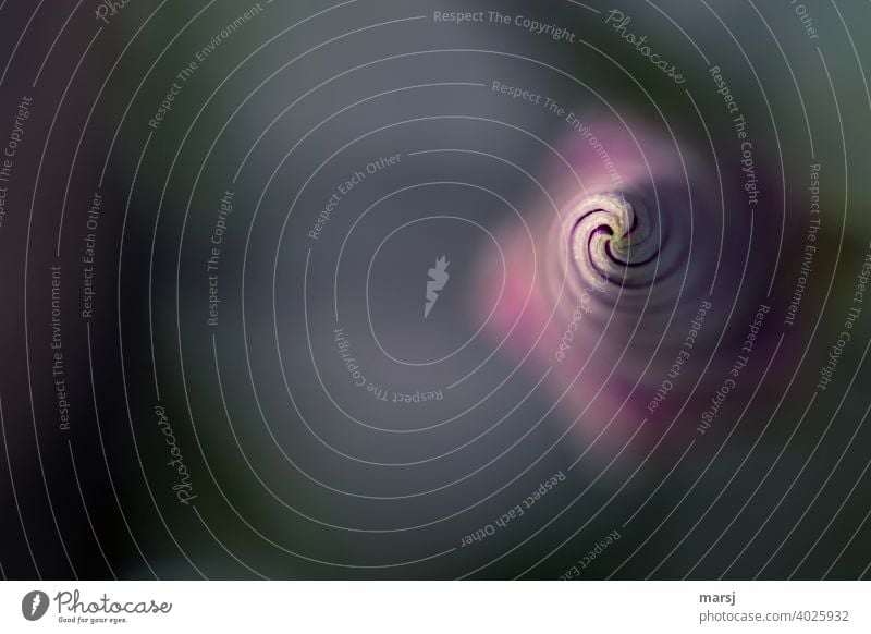 Reduziert auf einen kleinen Kringel, präsentiert sich diese geschlossene Windenblüte mit viel Textfreiraum, wie ein Soft Ice. Zur Feier des Tages. Spirale