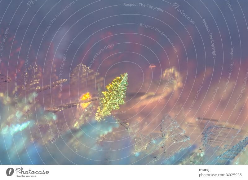 Bunte Wunderwelt der Eiskristalle Kälte Zauberhaft Sonderbar Frost Winter Kraft einzigartig kalt Kristallstrukturen Reinheit elegant Winterzauber