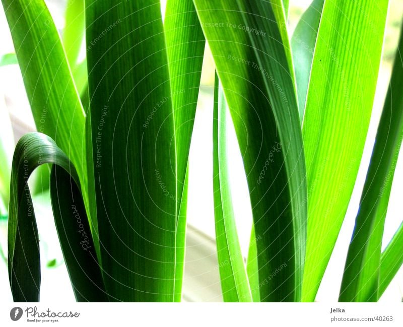 Tulpen Blätter Natur Pflanze Blatt Grünpflanze grün Farbfoto Innenaufnahme Menschenleer