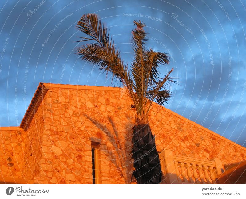 Landhaus mit Palme Ferienhaus Wolken Architektur Himmel Ballustrade Wind