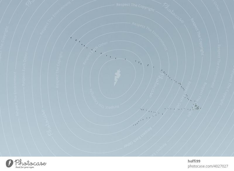 Gänse oder Kraniche auf der Durchreise Zugvögel Vogelzug Zugvogel Freiheit frei Vögel Wildtier Vogelschwarm Himmel fliegen Schwarm Natur Tiergruppe Vogelflug