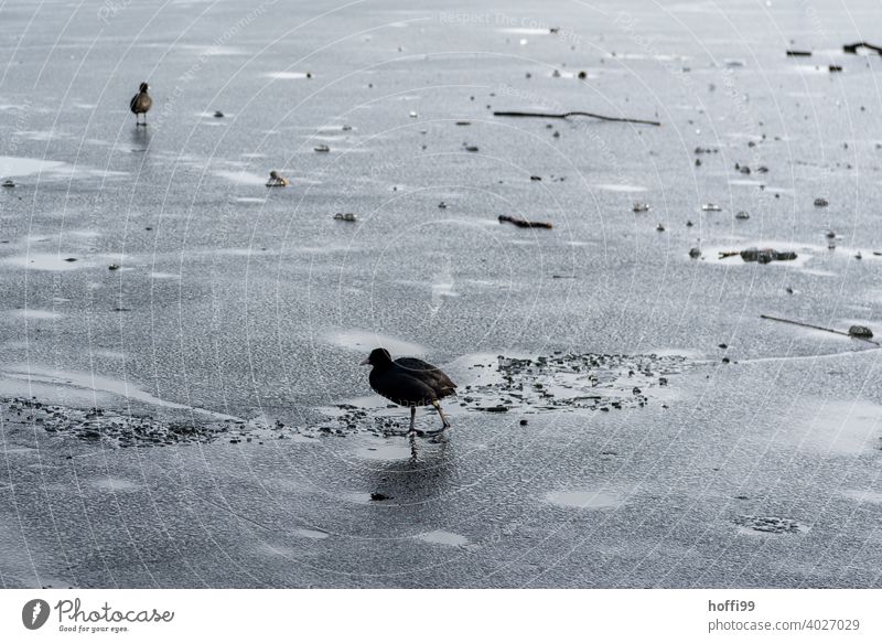 zwei Teichhühner schleichen über die verbliebene dünne Eisschicht - der Frühling kommt Teichralle Teichhuhn Gallinula chloropus Tauwetter Winter gefroren