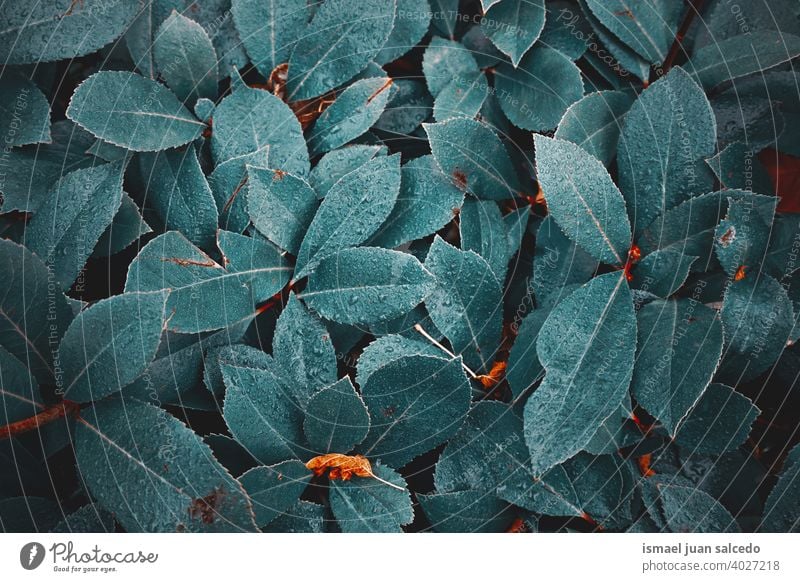 Regentropfen auf den grünen Pflanzenblättern an regnerischen Tagen im Frühling Blatt Blätter Tropfen Wasser nass glänzend hell Garten geblümt Natur natürlich