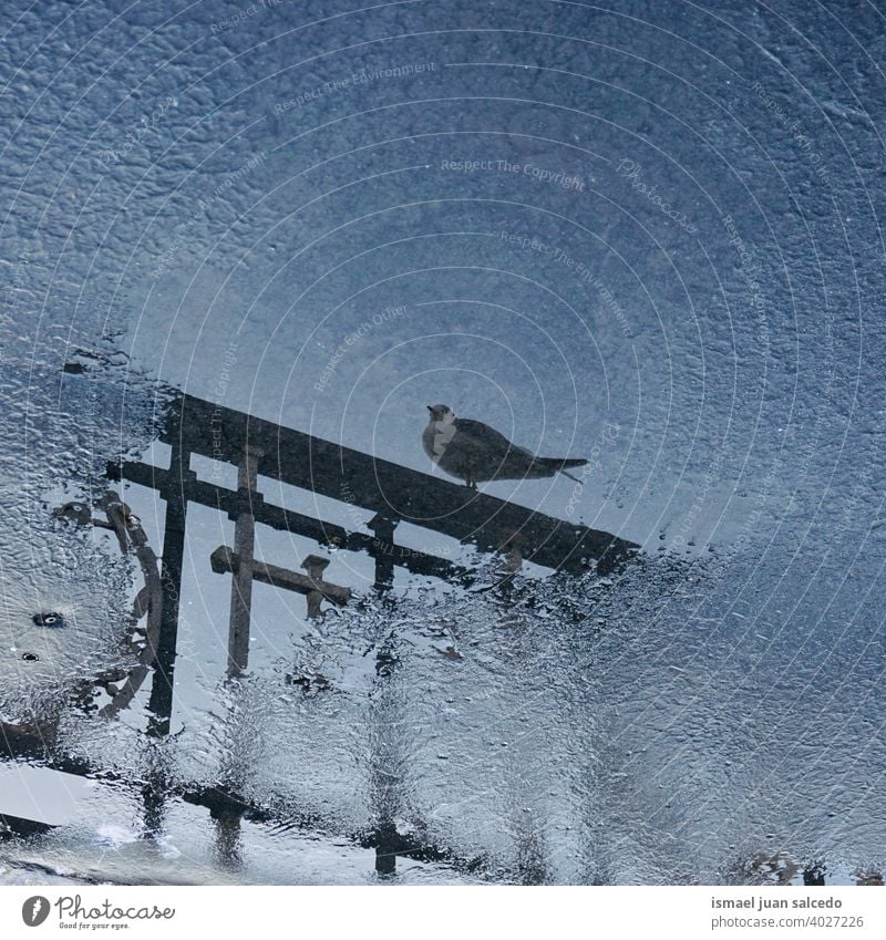 Taube spiegelt sich in der Pfütze Vogel Tier Federn Schnabel Flügel Park Straße im Freien Natur wild Tierwelt Reflexion & Spiegelung reflektiert Wasser