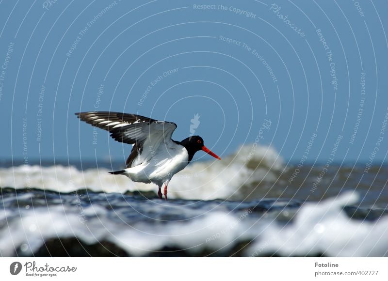 Fußbad Umwelt Natur Tier Urelemente Wasser Himmel Wolkenloser Himmel Sommer Schönes Wetter Wellen Küste Strand Nordsee Meer Wildtier Vogel Flügel hell nah nass