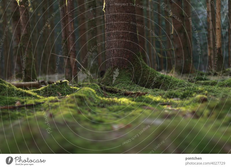 bemooster waldboden im sonnenlicht. wald, bäume natur umwelt wurzeln holz holzwirtschaft co2 ruhe unberührtheit erholung märchenhaft meditation friedlich