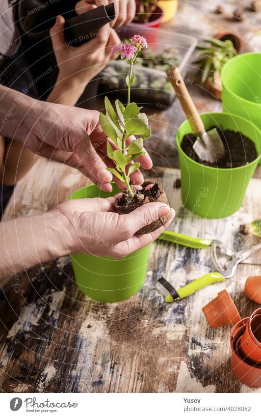 schöne Hände einer kaukasischen Frau halten einen Sämling einer rosa Blume. Mutter und Tochter sind Gartenarbeit zu Hause. Familienaktivität. Nahaufnahme. Hand