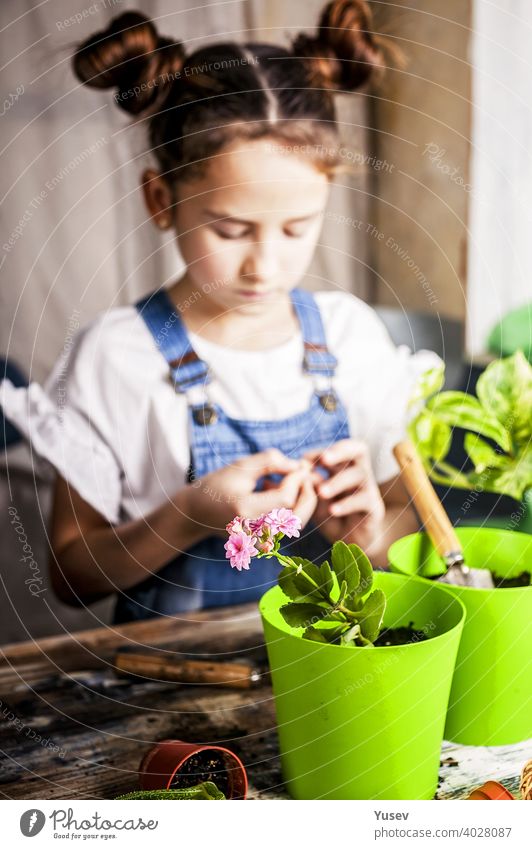 Kleine konzentrierte Mädchen mit Haarsträhnen pflanzt eine Blume in einem Blumentopf. Frühling Indoor-Aktivität. Kaukasische Ethnie. Vorderansicht. Vertikale Aufnahme. Selektiver Fokus