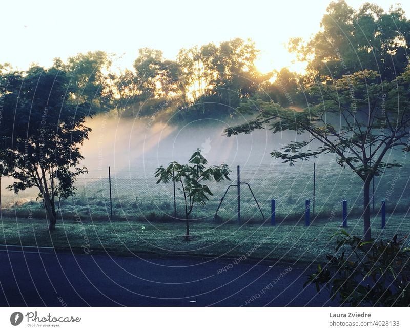 Morgennebel Sonnenuntergang Nebel Baum Natur Sonnenlicht Landschaft im Freien Saison schön Umwelt grün Licht Hintergrund Ansicht neblig