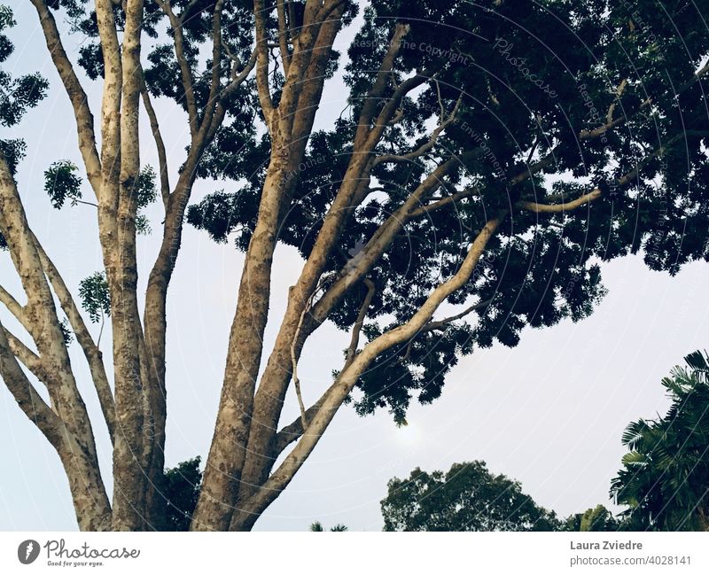 Majestätischer Baum Himmel groß Ast Sommer Wetter Natur blau grün Umwelt Blatt Tag Licht Schönes Wetter natürlich majestätisch Außenaufnahme keine Menschen