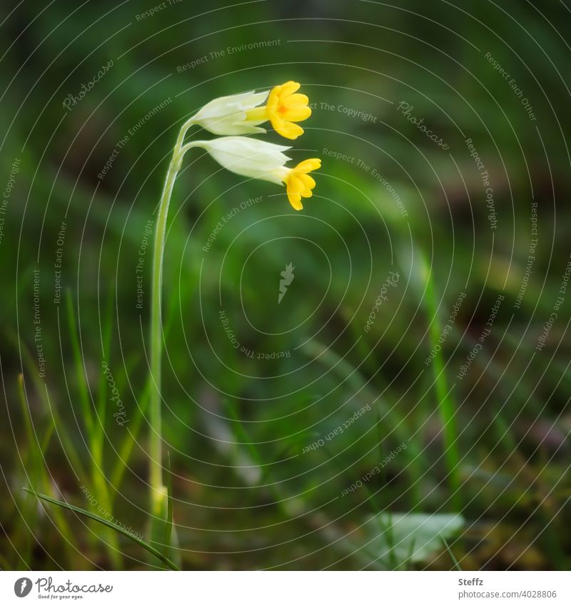 Echte Schlüsselblume blüht im Frühlingsgarten gelb Primula Primula veris Himmelsschlüssel Zierpflanze Frühlingsblume Heilpflanze Wiesenblume April