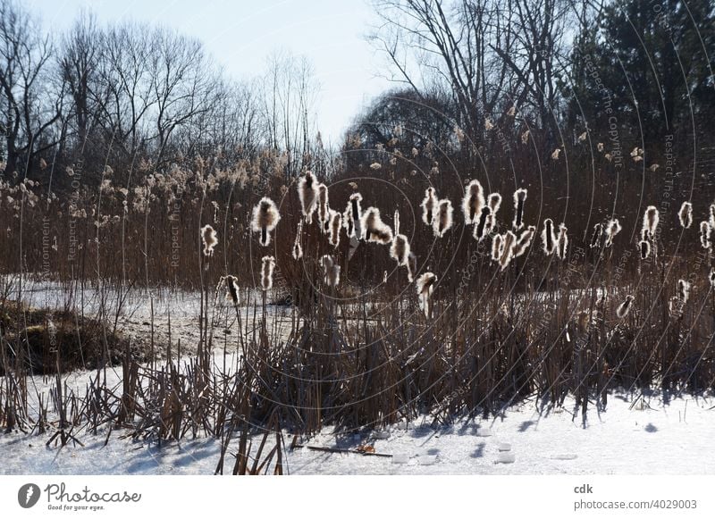 Biotop im Winter Natur Licht Sonne Gegenlicht Schilf zugefrorener Weiher Wasser Schnee Eis Bäume Gräser Schilfgras Schilfkolben Rohrkolben Samen Park Landschaft