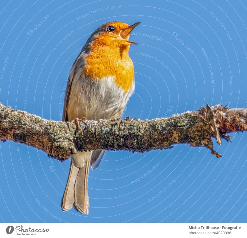 Singendes Rotkehlchen Erithacus rubecula Tiergesicht Kopf Schnabel Auge Feder gefiedert Flügel Krallen Vogel Wildtier Ast Baum singen Gezwitscher Kommunizieren