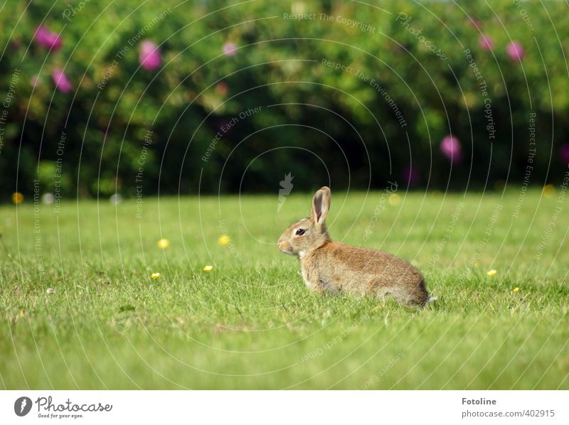 Schön wachsam bleiben! Umwelt Natur Pflanze Tier Sommer Schönes Wetter Gras Sträucher Garten Park Wiese Wildtier Fell 1 frei hell kuschlig klein nah natürlich