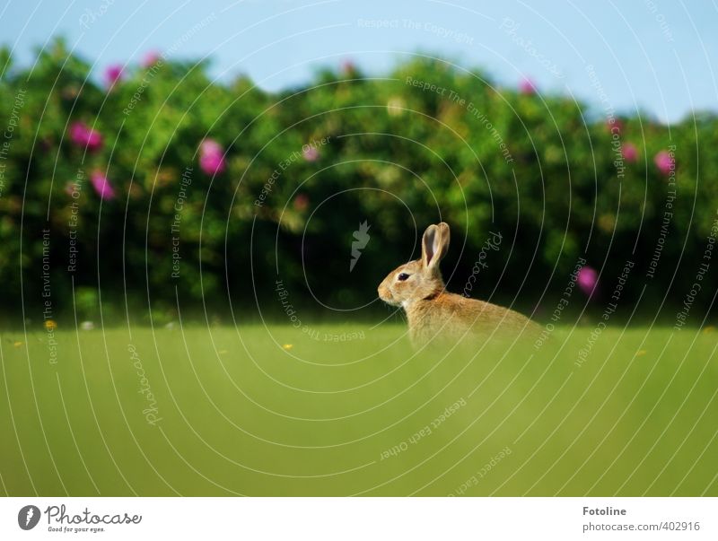 Hoppel Umwelt Natur Pflanze Tier Sommer Schönes Wetter Gras Garten Park Wiese Wildtier Fell 1 frei klein nah natürlich weich Hase & Kaninchen Osterhase Farbfoto