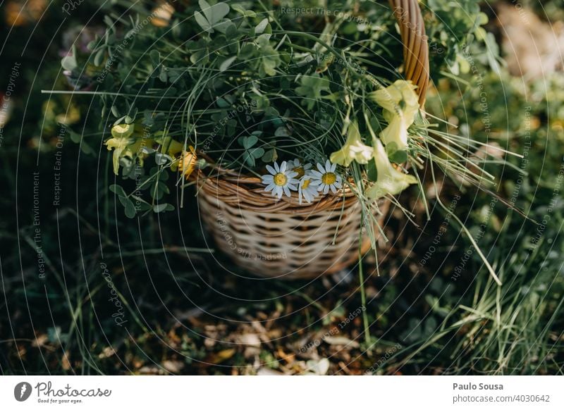 Korb mit Frühlingsblumen Gänseblümchen Frühlingsgefühle Frühblüher Blume Pflanze Farbfoto Blüte Außenaufnahme Blühend Garten Frühlingstag Tag Natur copyspace