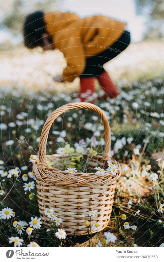 Kind pflückt Frühlingsblumen Korb Frühlingsgefühle Blume Pflanze Natur Farbfoto Blüte Blühend Außenaufnahme Tag Frühlingstag Garten Kindheit Blumen pflücken