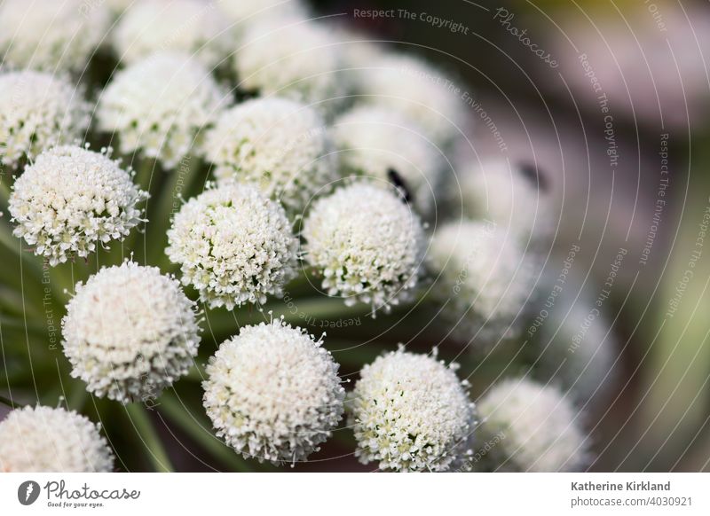 Weiß Ammi Blumen Makro ammi geblümt dolden Natur natürlich weiß horizontal Garten Sommer Frühling Saison saisonbedingt Licht Gelassenheit hintergrundbeleuchtet